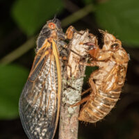 close up of adult cicada shell