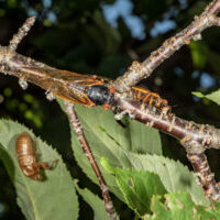 cicadas damaging branch