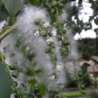 Eastern cottonwood, fruit and white seed hanging from tree, Purdue Fort Wayne.