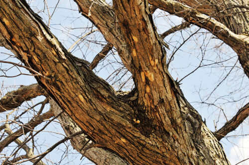 Spongy moth caterpillar feeding on leaf.