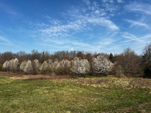 Invasive callery pear trees along tree line.