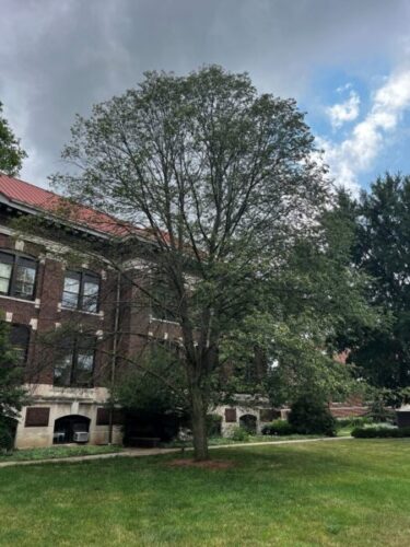 Figure 1: Drought stress can cause decline and, in some cases, death in trees.