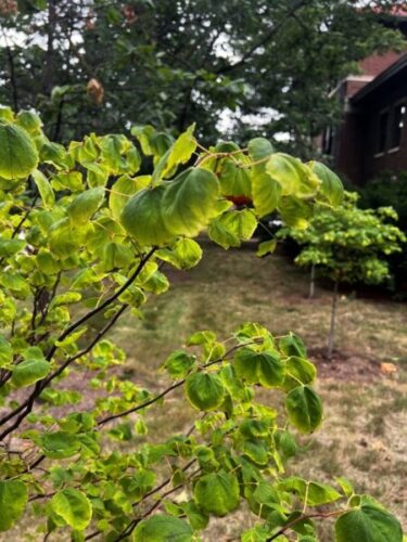 Figure 2a: Wilting in leaves and dieback in parts of the tree can indicate drought stress.