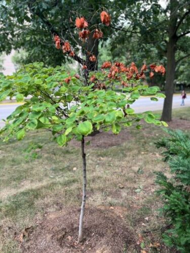 Figure 2b: Wilting in leaves and dieback in parts of the tree can indicate drought stress.