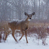 Deer doe in snowfall in woods