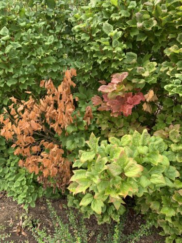 Figure 2: A viburnum hedge with dieback caused by Botryosphaeria. Leaf color may progress from yellow to red to brown as branches die.