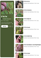 ID That Tree YouTube Playlist, Oak Resources.