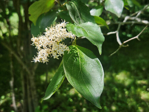 Rough-leaved dogwood, Cornus drummondii.