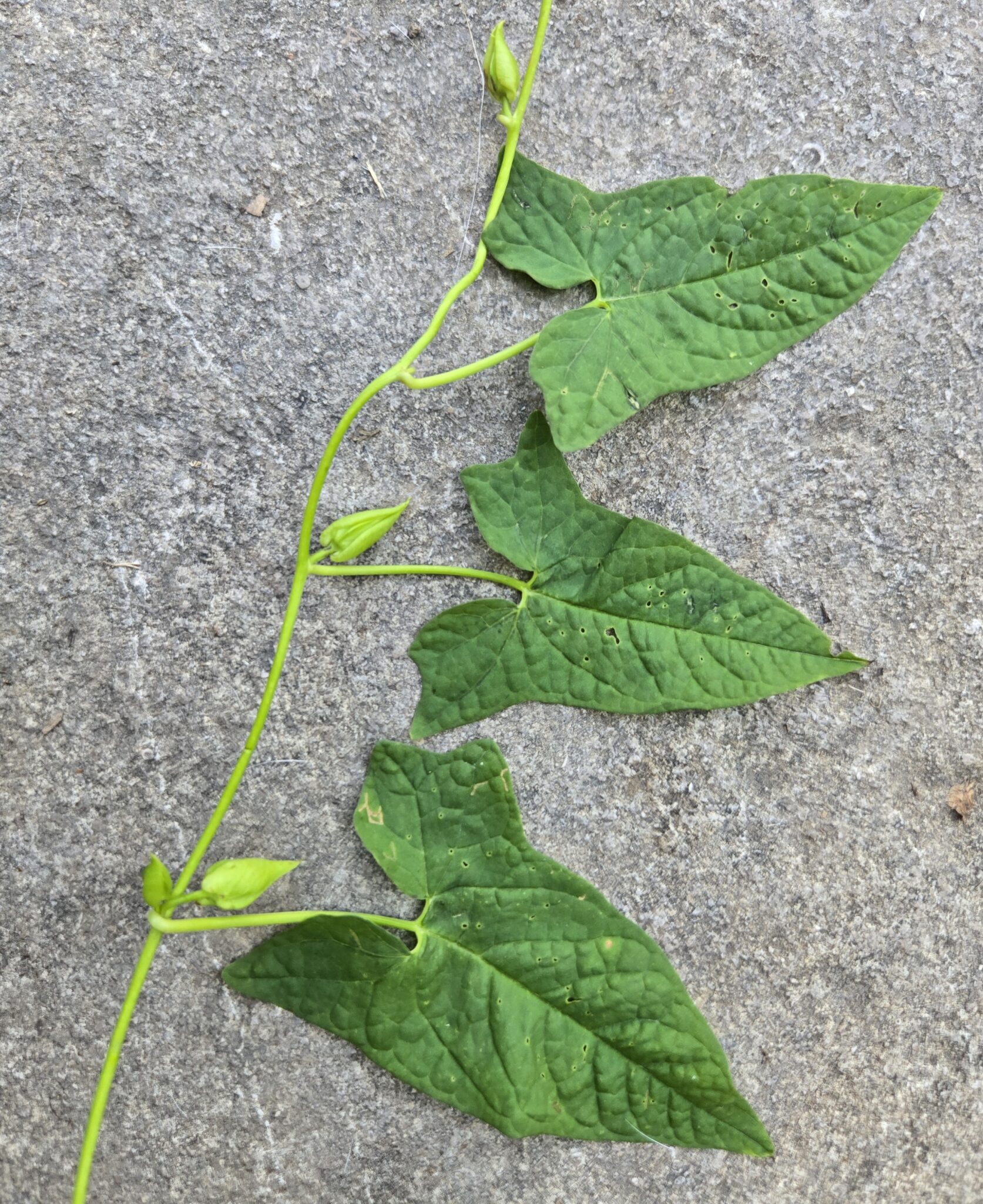 Figure 2. Bindweed leaves are arrowhead-shaped with the basal lobes pointing outwards. With an alternate leaf arrangement, each node has only one leaf. Credit: K. Mitchell
