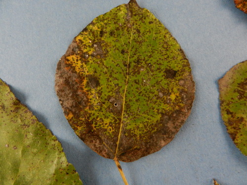 Fig 3: Necrotic flecks and dots associated with early infection by Marssonina. Photo credit: PPDL