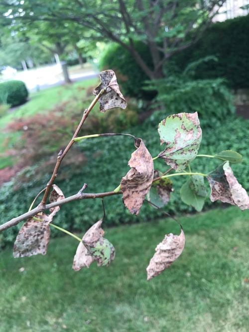 Fig 4: Leaf necrosis and twig dieback caused by Marssonina. Photo credit: PLR