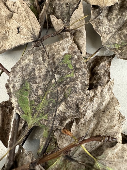 Fig 5: Severely leaf necrosis of an aspen tree caused by repeat infections by Marssonina. Photo credit: PPDL