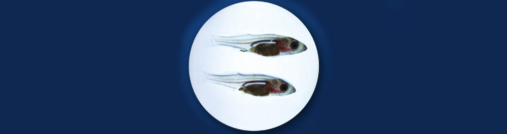 Banner for Fish Muscle Hydrolysate publication