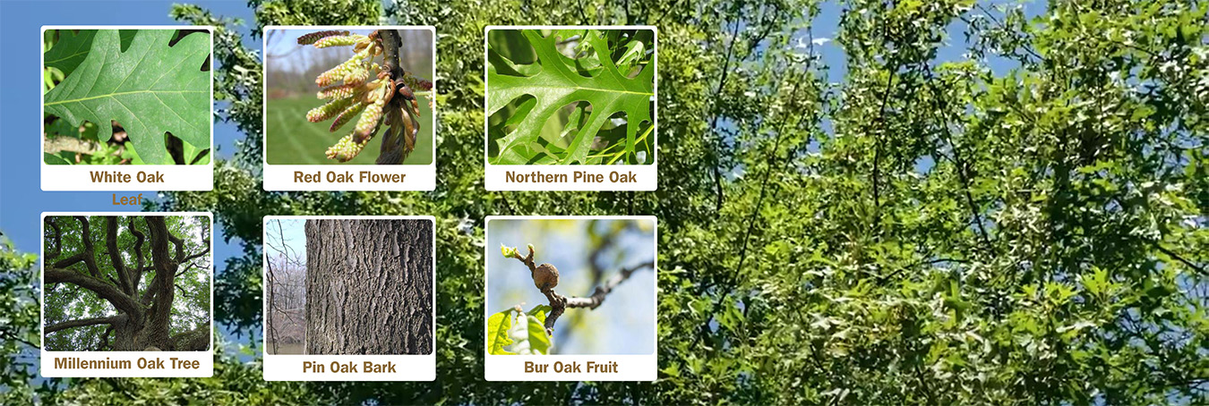 Oak tree with photos of oak leaves and fruit, FNR Extension Oak Resources.