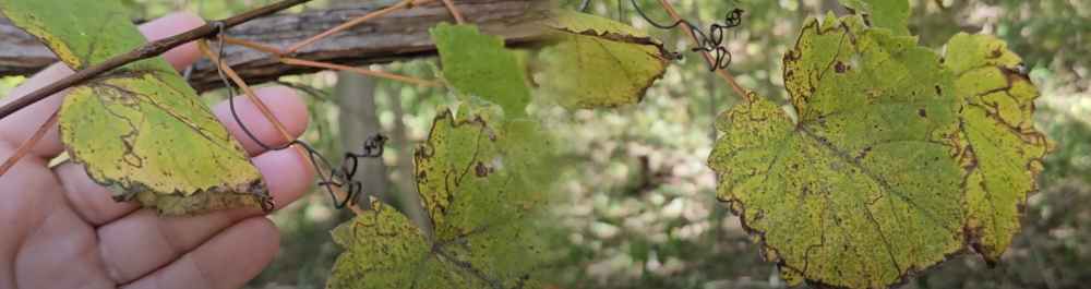 Screenshots from ID That Tree: Wild Grape Vine youtube video.