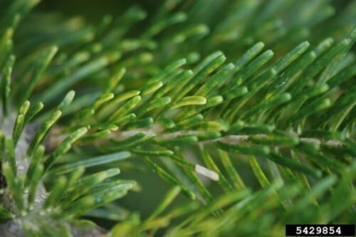 Fig. 1. Yellowing mottling damage due to scale feeding. Image: Brian Kunkel, University of Delaware.