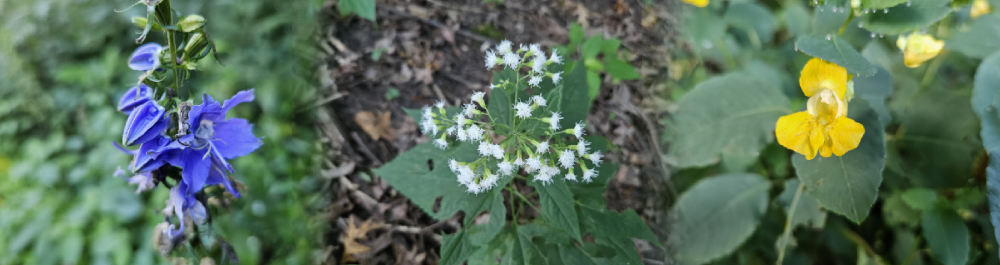 Images of white snakeroot, tall bellflower and yellow jewelweed