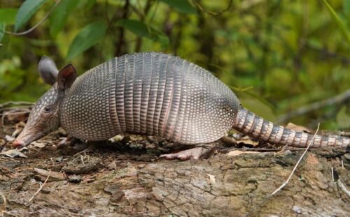 An armadillo on the forest ground