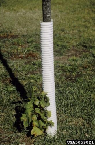 Use of white tree guards can protect the trunk from temperature changes that cause damage