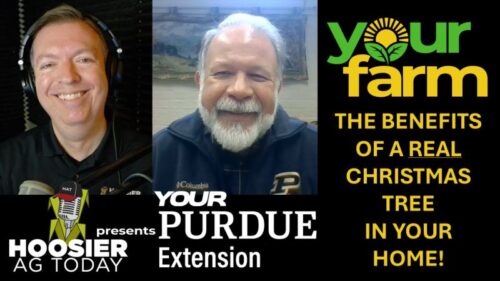 Podcast cover of Your Farm, "The Benefits of a Real Christmas Tree" with Lenny Farlee and C.J. Miller.