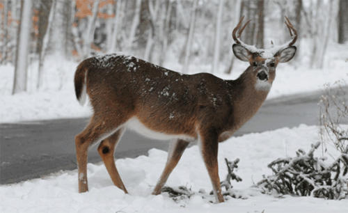A white-tailed deer i the snow.