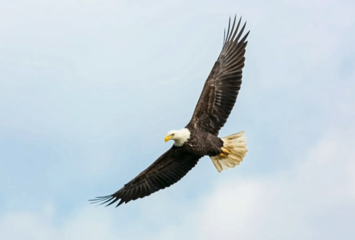 Image of a flying bald eagle