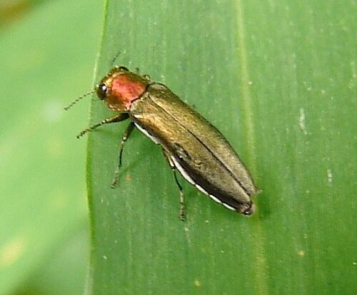 Figure 1. Agrilus smaragdifrons adult 