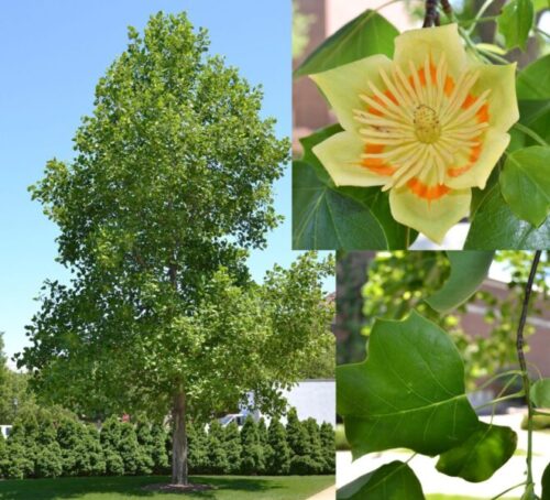 Figure 1:Tuliptree or tulip-poplar, Liriodendron tulipifera; tree structure, flower, and leaf.