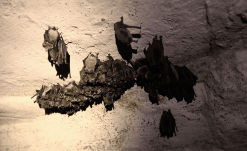 Bats hanging upside down inside a cave.