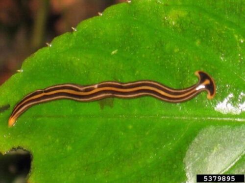 Closeup of a hammerhead worm on a leaf