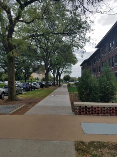 Figure 1. Honeylocust is a fast growing tree that performs well in urban plantings.