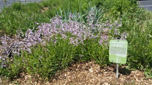 Figure 4. Rain gardens can be designed to manage water effectively while adding visual interest to the landscape. Credit: Karen Mitchell, Purdue University.