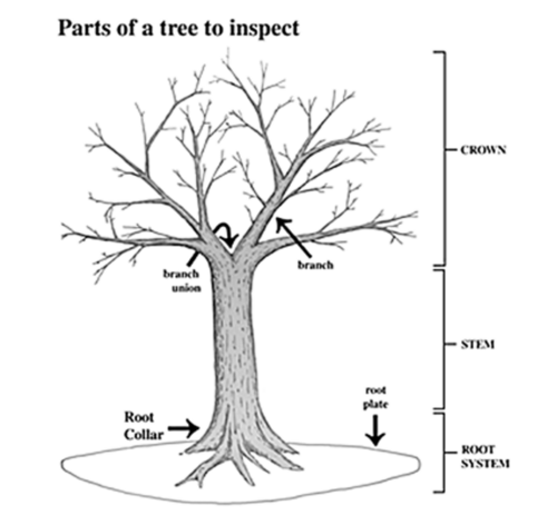 Diagram of a tree