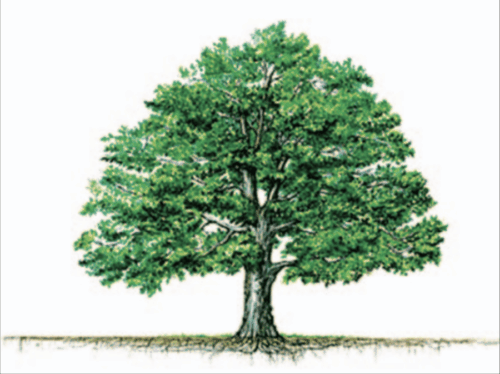 Large tree with wide crown.