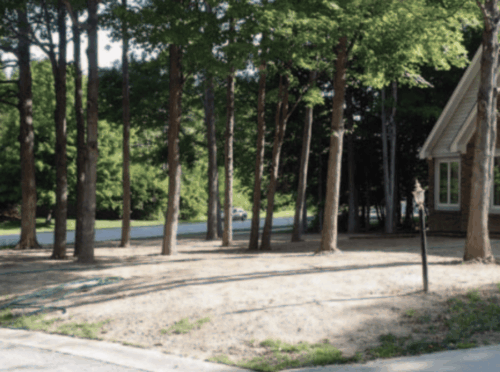 Cluster of tall trees.