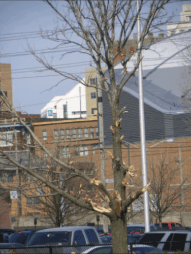 Tree with all its branches shortened.