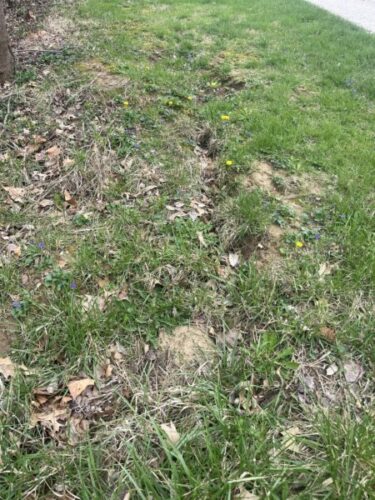 Figure 2. Sunken trenches from utility work that have been overgrown with grass/weeds can be a hazard for one walking or when mowing. Often the easiest fix if one is willing to be patient is to add composted mulch into the trench which will help fill to help soil and have less disturbance. Mulch is also much easier to shovel than top soil.