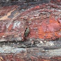 painted hickory borer emerging from a log