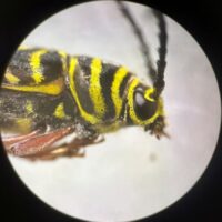 painted hickory borer under magnification