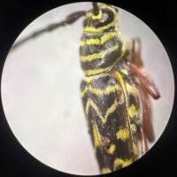 painted hickory borer under magnification