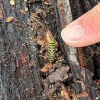 painted hickory borer with 'w' marking