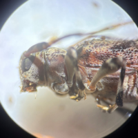 Flat-faced longhorn beetle adult female lateral view.
