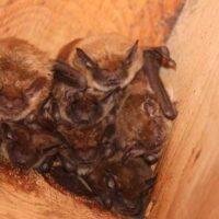 Image of bats roosting