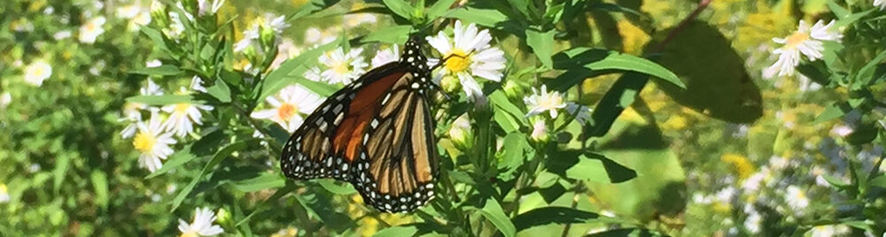 Monarch butterfly on daisy flower.