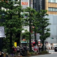 Pollarded street trees in Shibuya, Tokyo