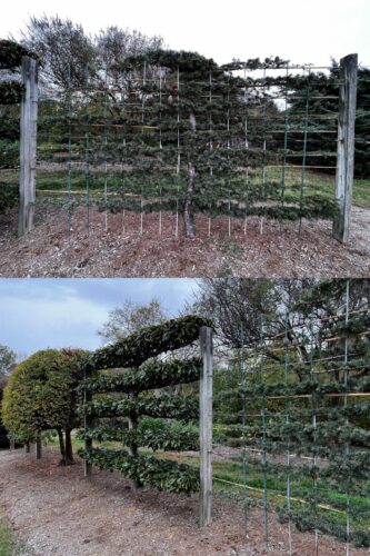 Example of espalier pruning on trees.