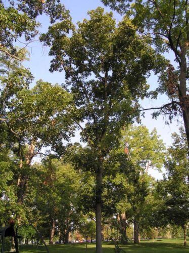Shagbark hickory tree.