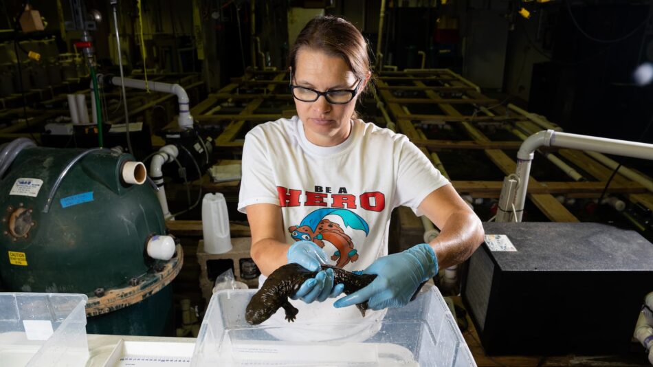 Research associate gently handling a hellbender in lab.