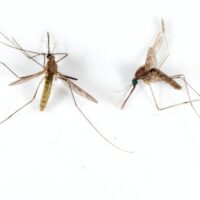 Two mosquitoes laying side by side of one another.