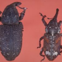 Adult Eastern pine weevil (right) next to a Pales weevil (left).